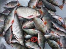 До восьми килограммов составляли уловы сорожки в прошедшие выходные