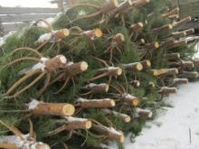 В Набережных Челнах определены 56 площадок по продаже ёлок  