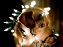 Челнинские саперы с собаками ежедневно проверяют городские елки  