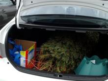 В Набережных Челнах задержан 24-летний парень со срубленной ёлочкой