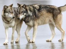 Стая из трех волков напугала рыбака возле Елабуги