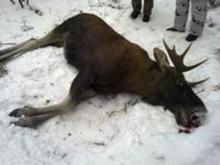 На трассе М-7 грузовик сбил лося, перебегавшего дорогу