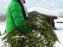 У должника приставы конфисковали новогоднюю елку
