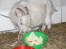 В отдел полиции 'Центральный' Набережных Челнов привели живого козленка