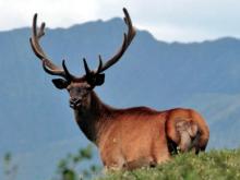 В Татарстан завезли маралов, исчезнувших 150 лет назад