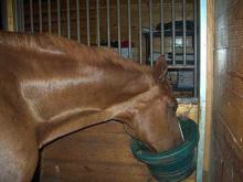 Сколько стоит корм для лошадей из школы «Тулпар»