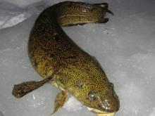 Первая рыбалка 2015 года