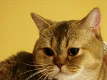 8 января в Набережных Челнах готовится выставка кошек