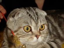 В Набережных Челнах проходит выставка редких и экзотических кошек