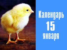 4 года назад 'Челны-Бройлер' вывел своих первых собственных цыплят