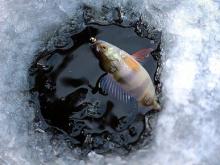 Шешминские разливы - место для хорошей рыбалки