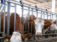 Почему растут цены на мясо