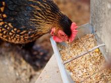 Рис, хлеб и вермишель: сколько долларов заложено в цену