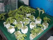 Из 4 зерен челнинец вырастил 28 килограммов конопли