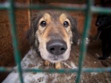 Приют 'Азира' в городе Набережные Челны может прекратить свое существование к лету