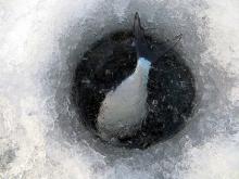 Глухозимье: наступила пора, когда, чтобы поймать рыбу, надо сильно потрудиться…