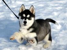 19-летняя челнинка под предлогом продажи щенка хаски обманула жительницу Хакасии