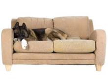 Как житель Набережных Челнов «боролся» с собаками, жившими этажом выше