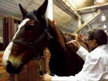 Лошадям заказали лекарства на 421 тысячу рублей