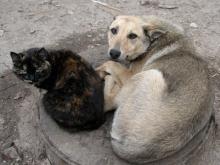 Набережные Челны выделяют 821 тысячу рублей из бюджета на бездомных собак и кошек