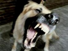 Жителя Набережных Челнов покусала собственная собака