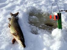 Щучья неделя