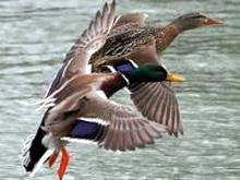 Пострелять уток охотники могут с 18 апреля