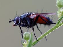 'Мухи бывают разные': фотовыставка в ДК 'Энергетик'