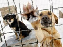 Антимонопольная служба Татарстана отложила тендер на отлов собак в Набережных Челнах