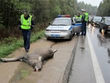 По требованию прокуратуры на автотрассе М-7 расставят знаки 'Дикие животные'