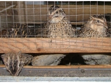 В Набережных Челнах пенсионер прятал гашиш среди перепёлок