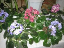 Расима Хазиахметова выращивает фиалки более чем 150 видов