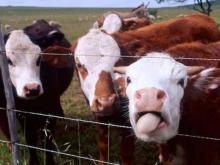 Говядина может стать дефицитом