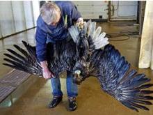 Орлана-белохвоста, попавшего в мазут на озере-отстойнике, отмыли на автомойке