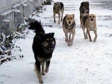 В Набережных Челнах собаки покусали двух человек