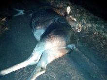 На трассе М-7 в Мензелинском районе водитель 'Газели' сбил лося