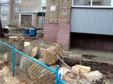 Тополя у дома 17-26 вырубили за три дня после подачи жалобы