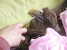 Люди не виноваты в смерти орлана-белохвоста от отравления мазутом