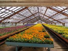 К 9 мая в Набережных Челнах высадят 300 тысяч цветов