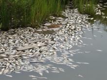 Начальник цеха Елабужского водоканала приказал сбросить в реку тысячу кубометров ядовитых отходов