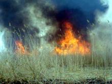 В Набережных Челнах горел камыш на площади в 1000 квадратных метров
