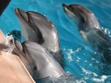 Дельфины и морские котики из Набережных Челнов на лето переезжают в Казань