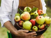 Предприниматели в Набережных Челнах ведут переговоры о покупке урожая у садоводов