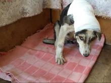 «Из Сидоровки к нам привезли щенка, с которого сняли скальп»