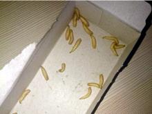 В одну из квартир 32-го комплекса через шахту вентиляции проникли черви