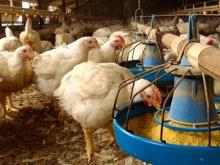 Челны-бройлер показывает обновленное производство