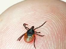 Клещей в лесу травить нельзя