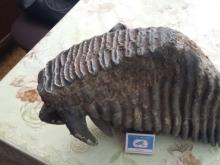 В Набережных Челнах продают зубы мамонта