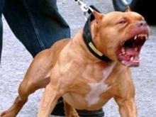 Закон бессилен перед владельцами собак