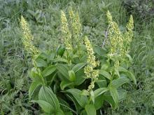 Настойка чемерицы отравляет жителей Татарстана